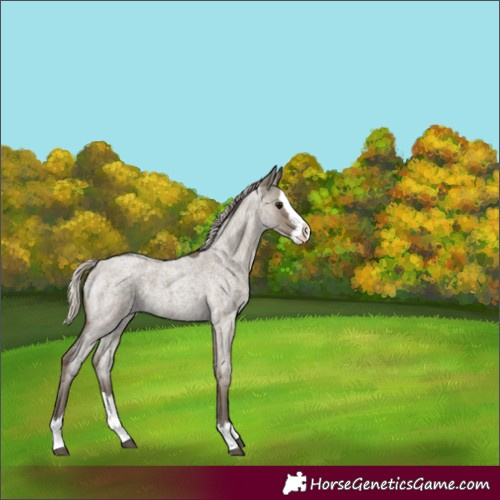 Horse Color:Silver Smoky Grullo Roan Splash 
