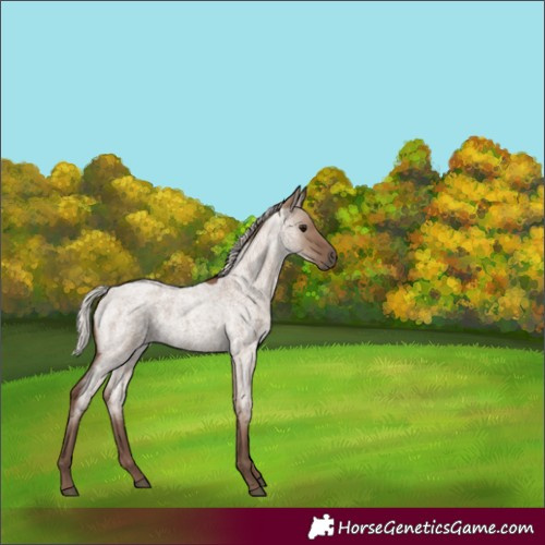 Horse Color:Silver Grullo Roan 