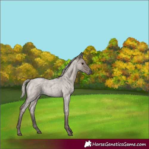 Horse Color:Silver Grullo Roan 