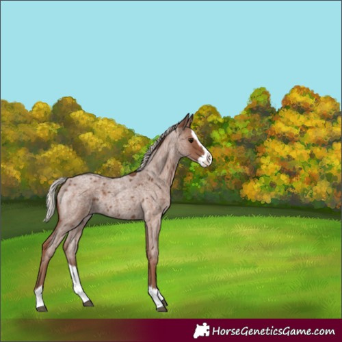 Horse Color:Silver Blue Roan Splash 