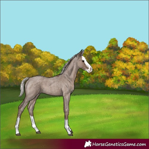 Horse Color:Silver Blue Roan Splash 