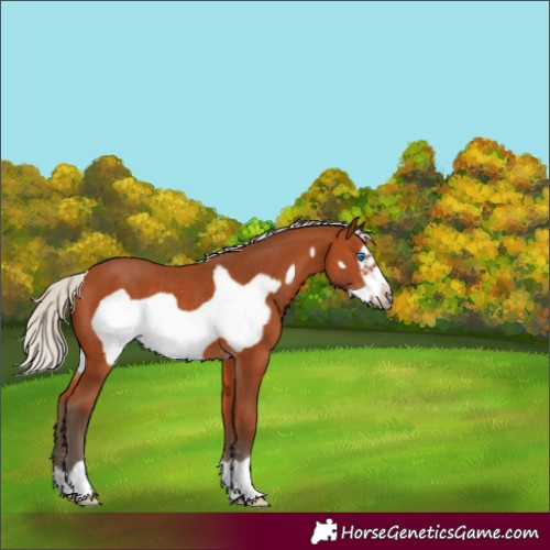 Horse Color:Silver Bay Frame Rabicano 