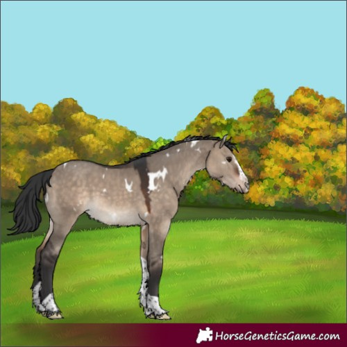 Horse Color:White Spotted Brown Dun Splash Tobiano Rabicano 