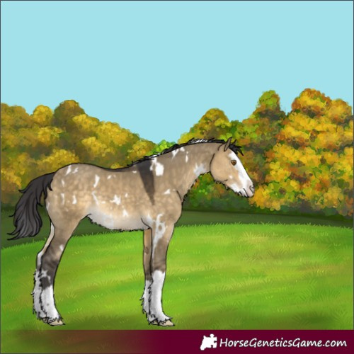 Horse Color:White Spotted Buckskin Dun Splash Rabicano 