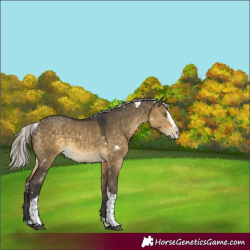 Horse Color:White Spotted Silver Buckskin Dun Splash Tobiano Rabicano 