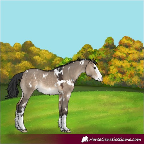 Horse Color:White Spotted Brown Dun Splash Rabicano 
