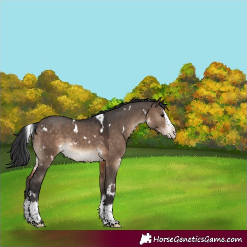 Horse Color:White Spotted Brown Dun Splash Rabicano 