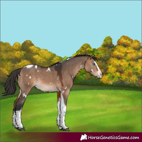 Horse Color:White Spotted Bay Dun Splash Tobiano Rabicano 