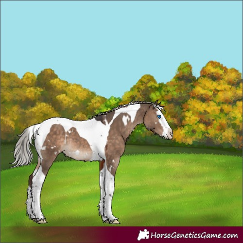 Horse Color:White Spotted Silver Brown Dun Splash Tobiano Rabicano 