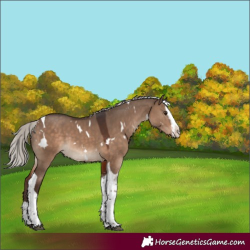 Horse Color:White Spotted Silver Brown Dun Splash Tobiano Rabicano 