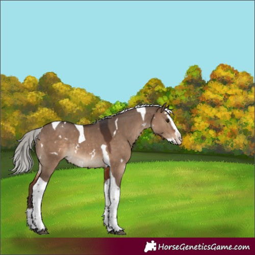 Horse Color:White Spotted Silver Brown Dun Splash Tobiano Rabicano 