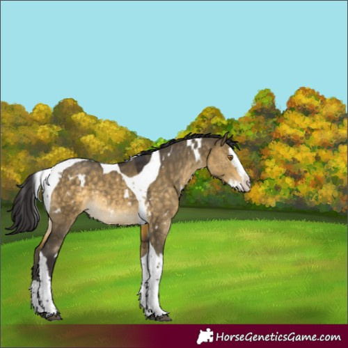 Horse Color:White Spotted Buckskin Dun Splash Tobiano Rabicano 