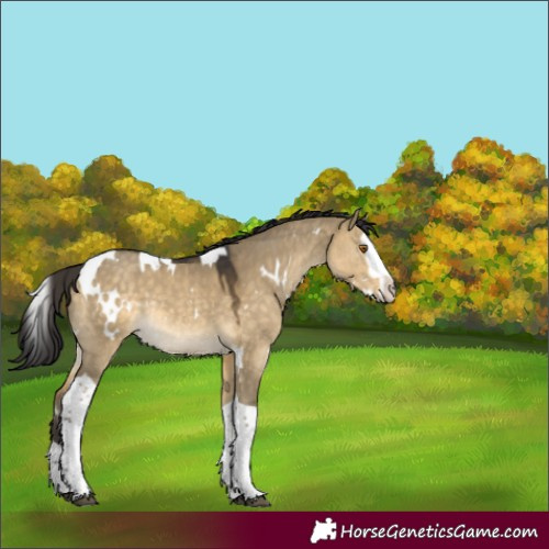 Horse Color:White Spotted Buckskin Dun Splash Tobiano Rabicano 