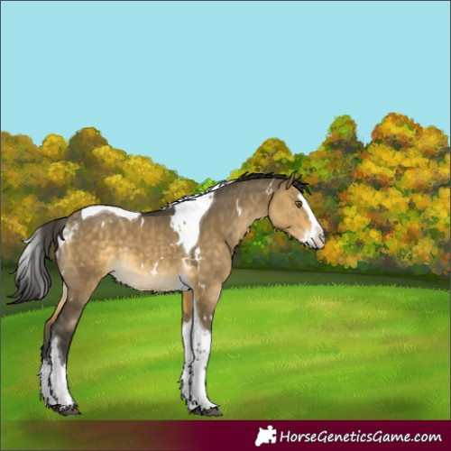 Horse Color:White Spotted Buckskin Dun Splash Tobiano Rabicano 