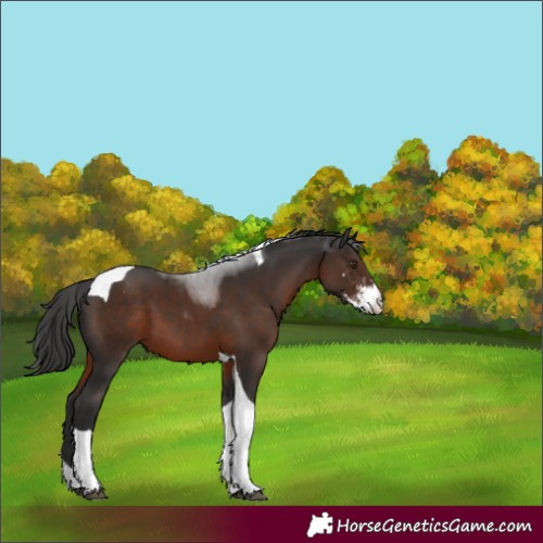 Horse Color:Liver Chestnut Sabino Tobiano Varnish 