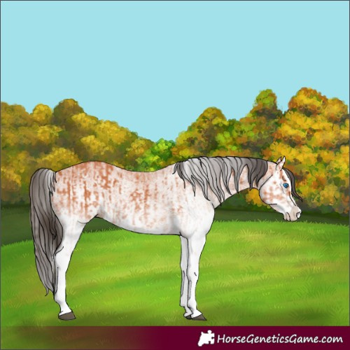 Horse Color:White Spotted Bay Splash  and White Spotted Bay Splash 