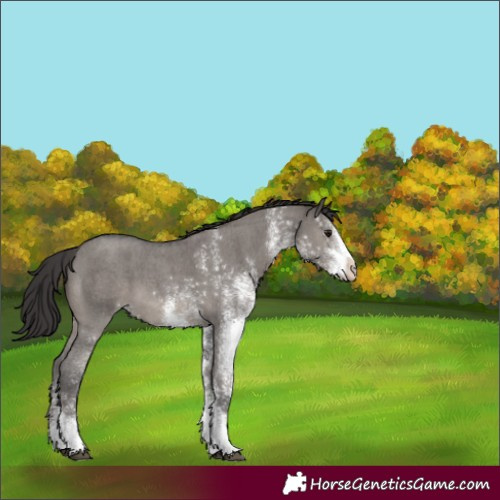 Horse Color:White Spotted Smoky Grullo 