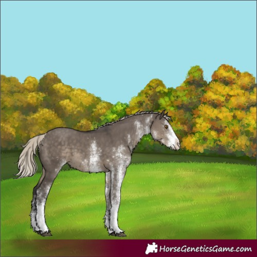 Horse Color:White Spotted Silver Smoky Grullo 