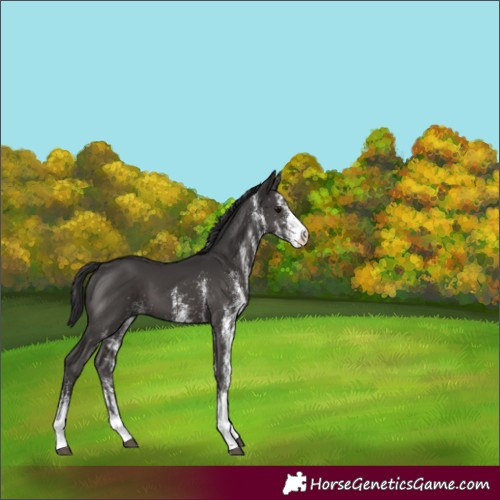Horse Color:White Spotted Smoky Black 