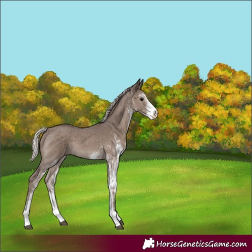Horse Color:White Spotted Silver Black 