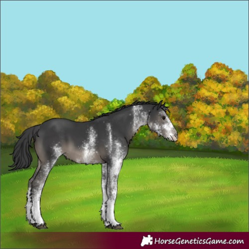 Horse Color:White Spotted Black 