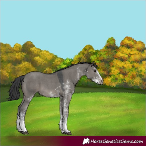 Horse Color:White Spotted Grullo 