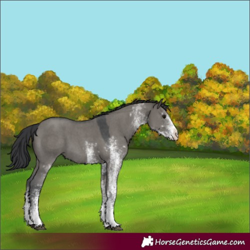 Horse Color:White Spotted Grullo 
