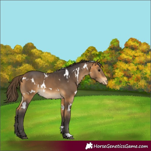 Horse Color:White Spotted Buckskin Varnish 