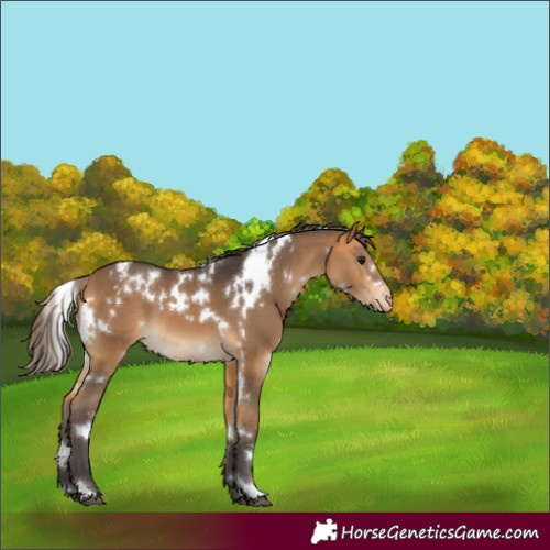 Horse Color:White Spotted Buckskin Varnish 