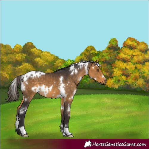 Horse Color:White Spotted Buckskin 