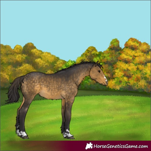 Horse Color:Buckskin 