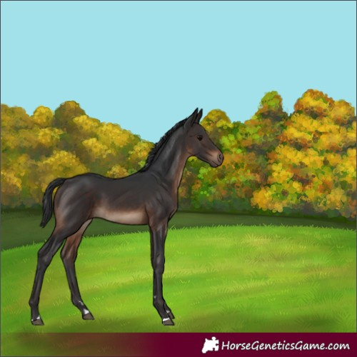Horse Color:Brown 