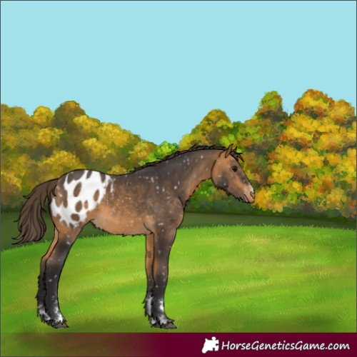 Horse Color:Buckskin Blanket 