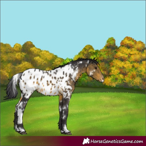 Horse Color:White Spotted Buckskin Near Leopard 