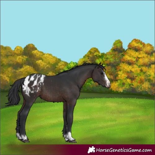 Horse Color:Brown Appaloosa 
