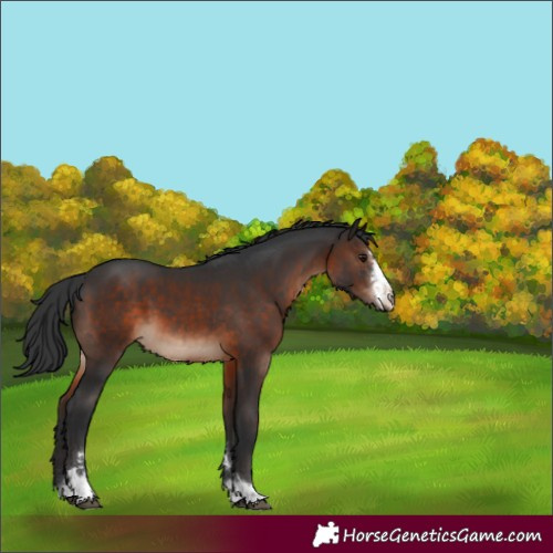 Horse Color:Brown 