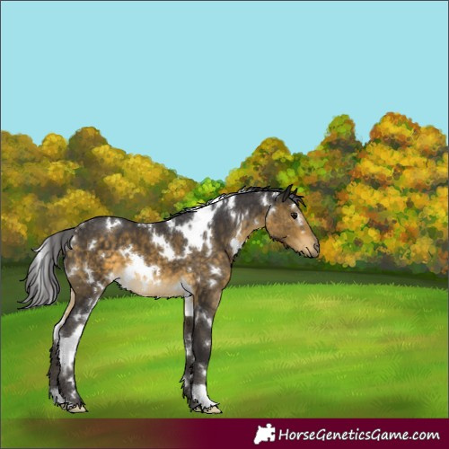 Horse Color:White Spotted Buckskin 
