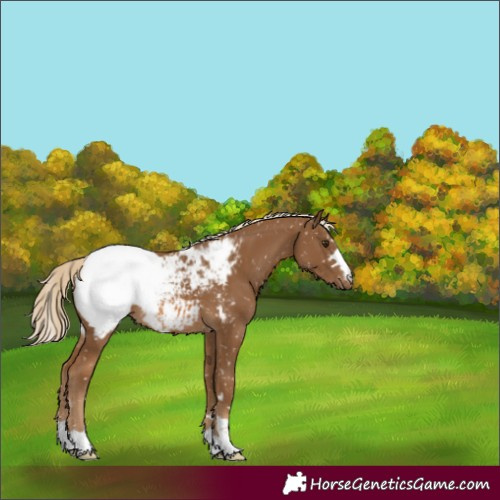 Horse Color:Chocolate Palomino Appaloosa 
