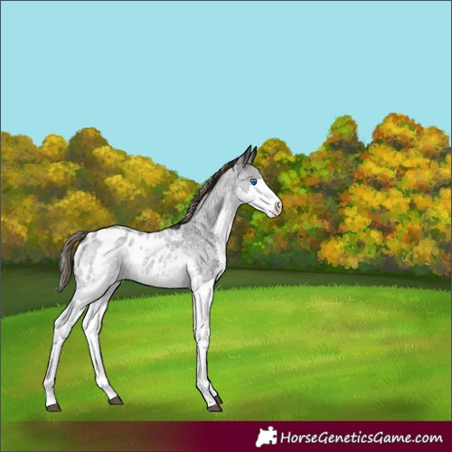 Horse Color:Smoky Blue Roan Splash Blanket 