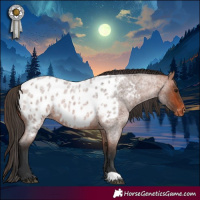Horse Color:Bay Roan Appaloosa 
