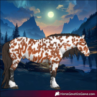 Horse Color:Bay Tobiano Near Leopard 