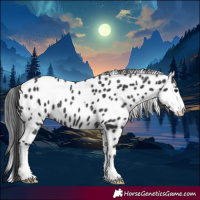 Horse Color:Black Appaloosa 