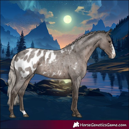 Horse Color:Silver Blue Roan Sabino Appaloosa 
