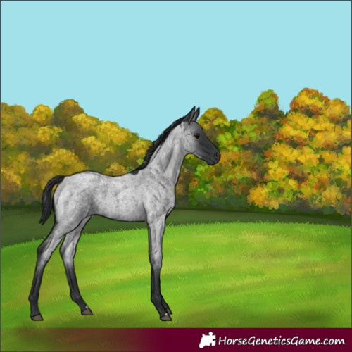 Horse Color:Blue Roan 