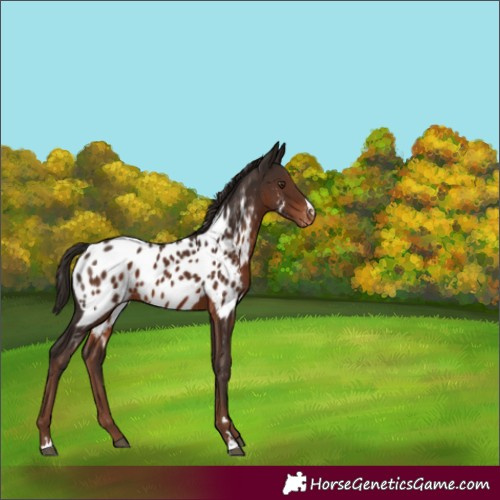 Horse Color:Liver Chestnut Near Leopard 