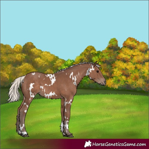 Horse Color:White Spotted Silver Black 