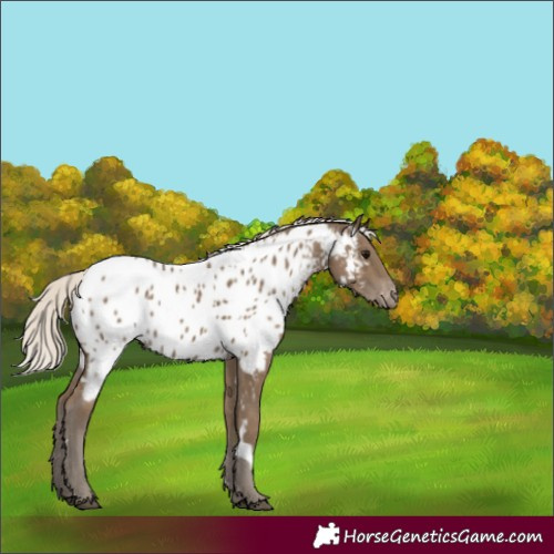 Horse Color:White Spotted Silver Smoky Black Near Leopard 