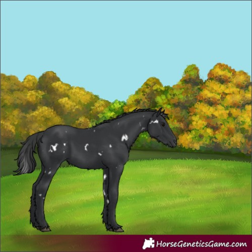 Horse Color:White Spotted Black 
