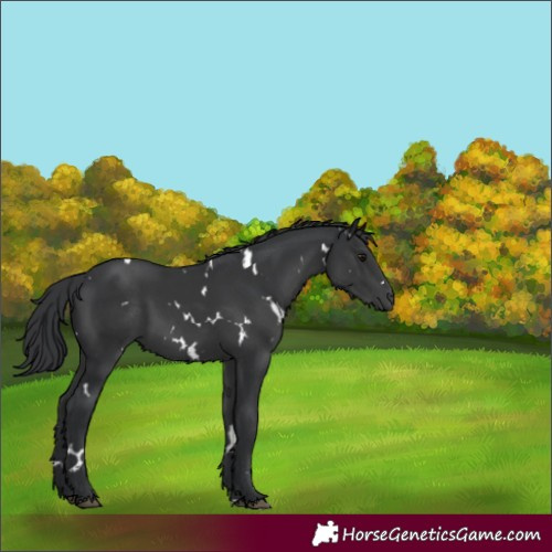 Horse Color:White Spotted Black 