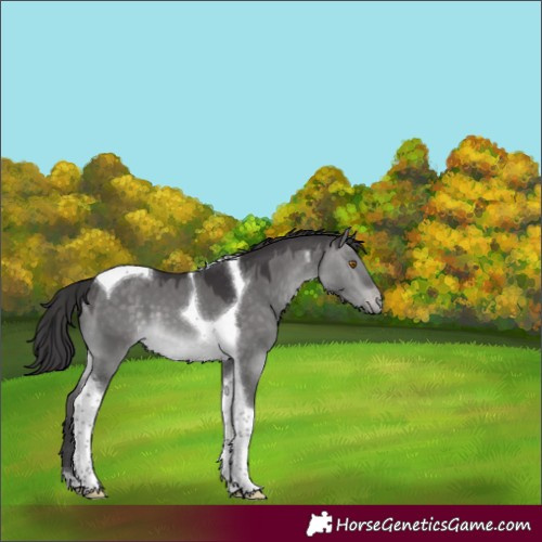Horse Color:Platinum Buckskin Dun Tobiano Varnish 